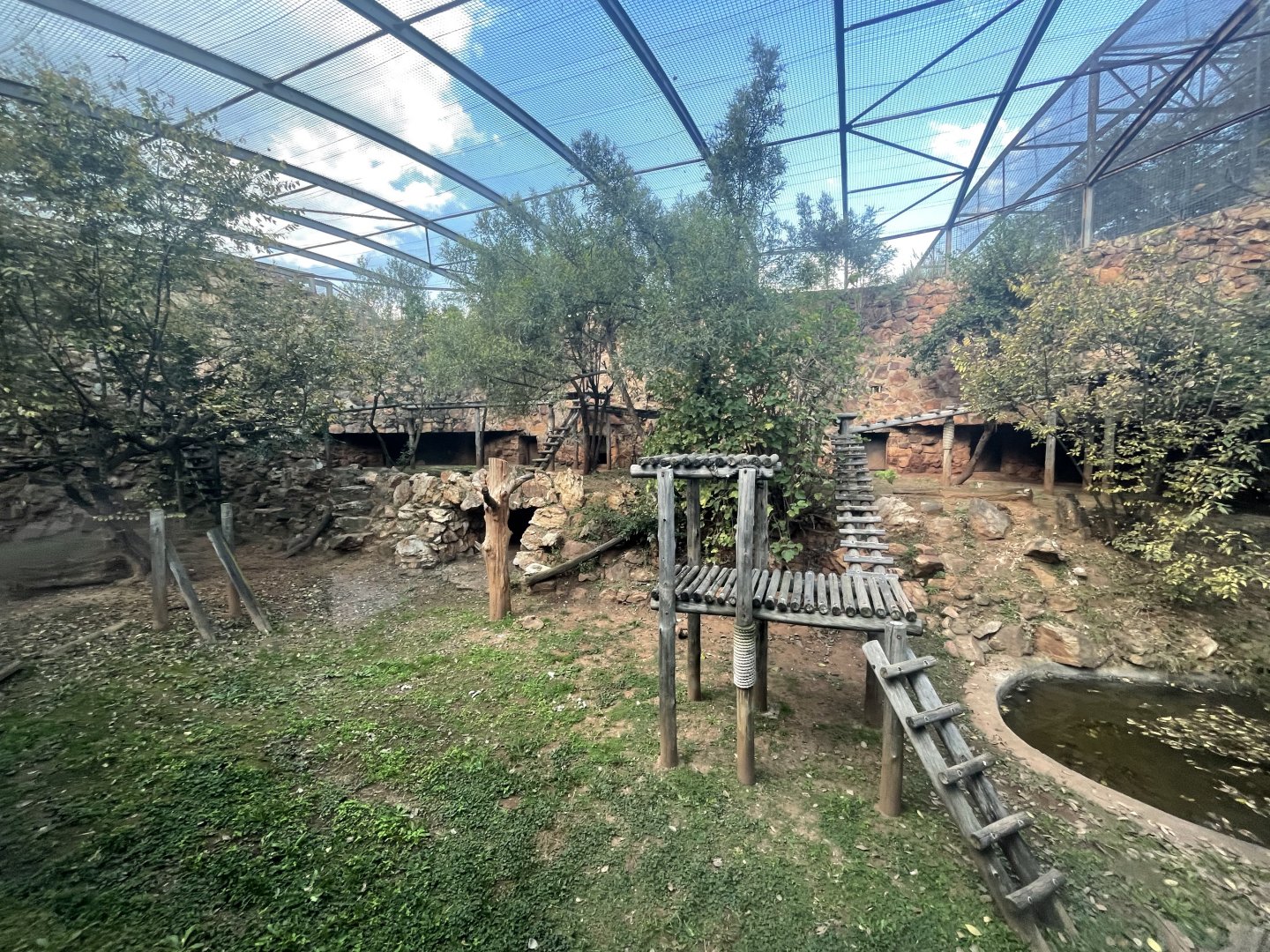 African Leopard, Forrest's Enclosure (Panthera pardus pardus)