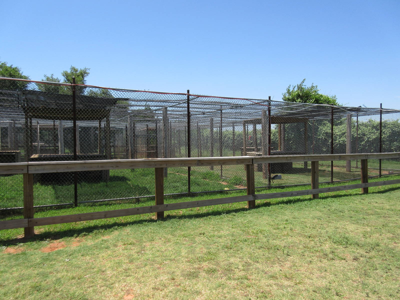 African Leopard + Jaguar Exhibits
