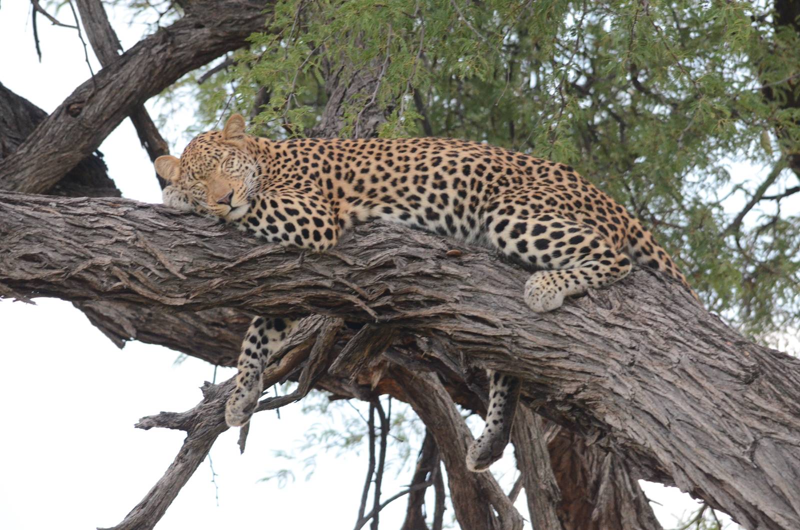 African Leopard, Khwai Community Area, Botswana, 24/04/16