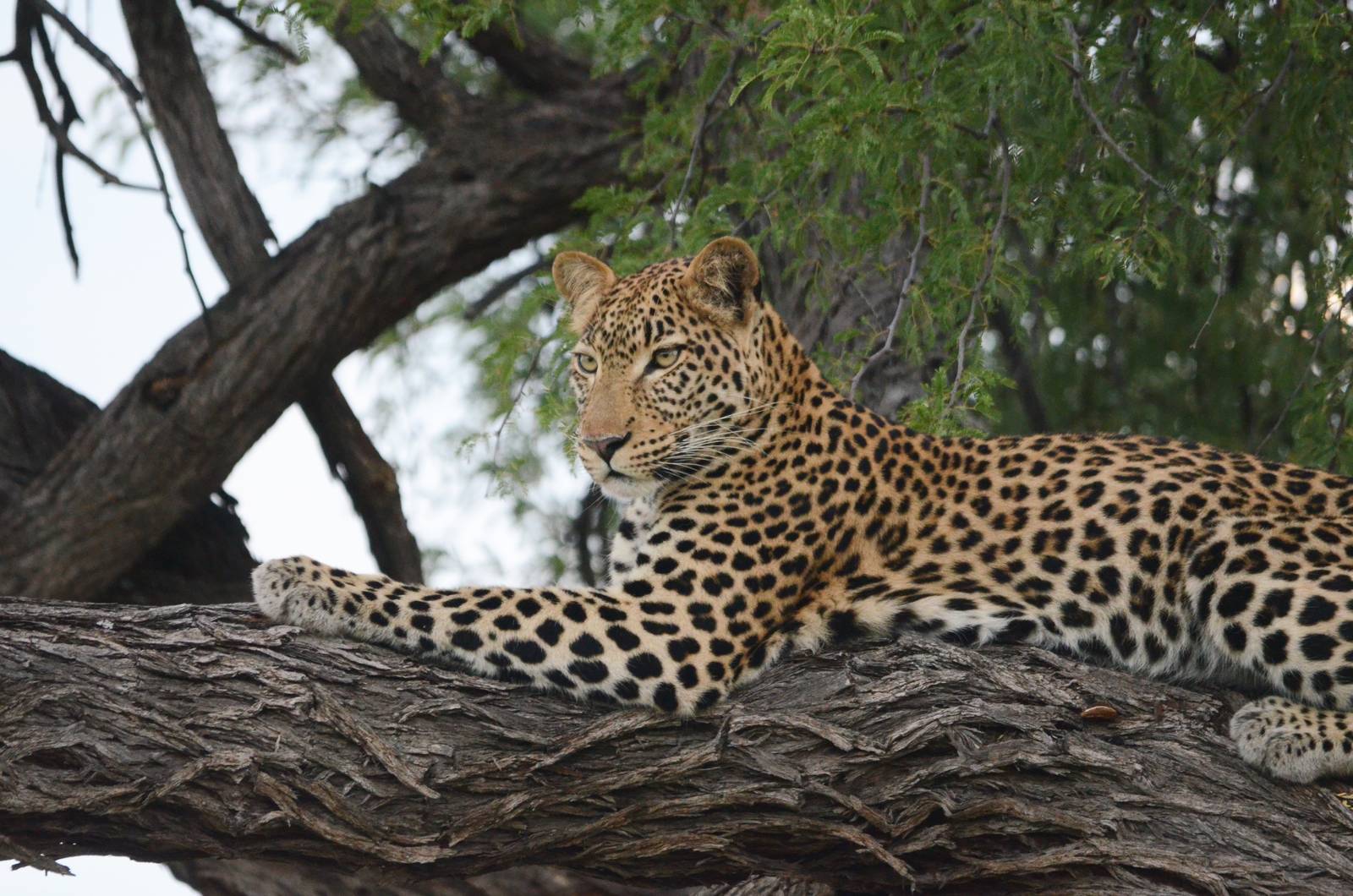 African Leopard, Khwai Community Area, Botswana, 24/04/16
