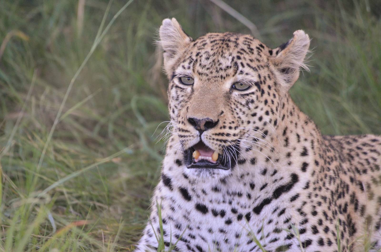 African Leopard, Khwai Community Area, Botswana, 26/04/16