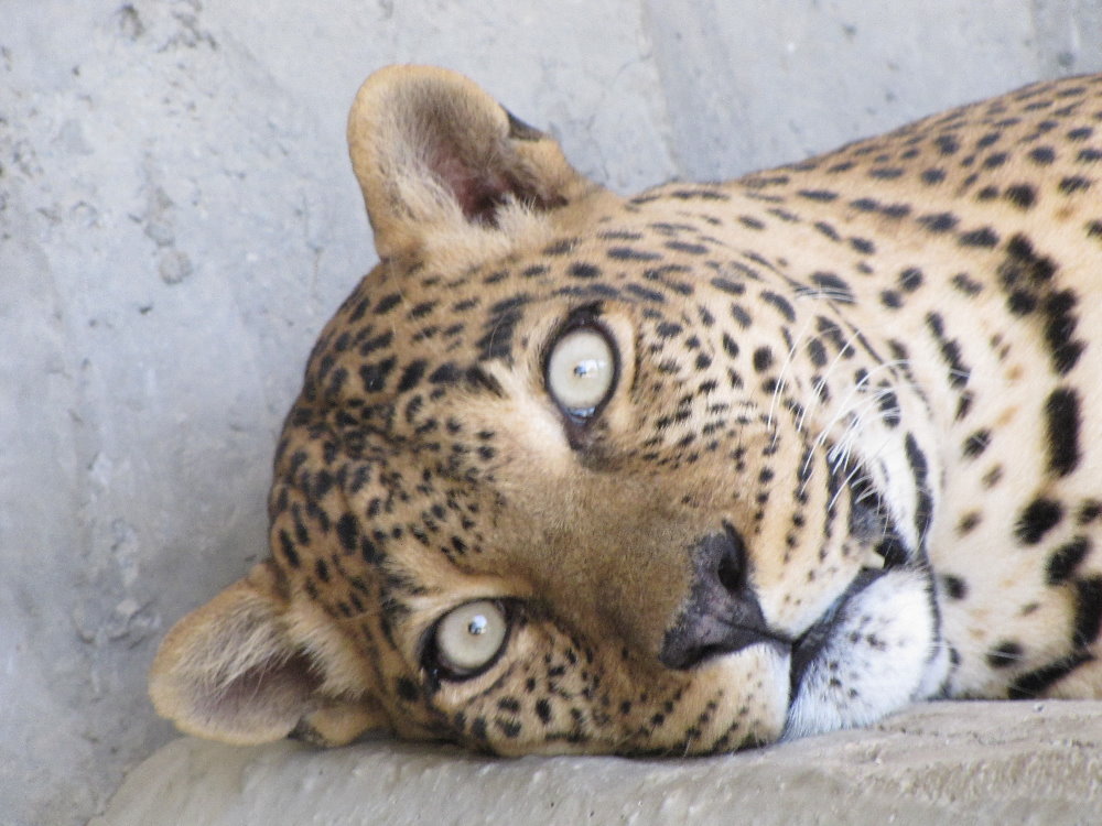 african leopard (male)