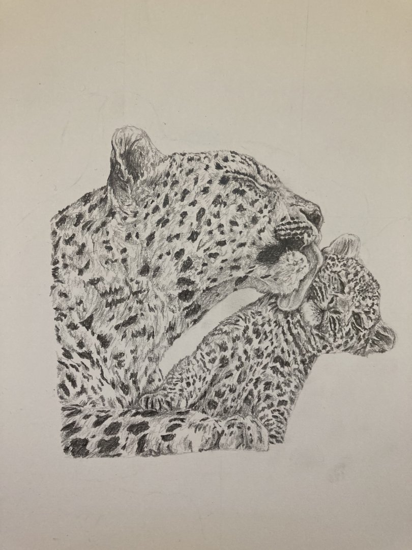 African leopard mother cleaning cub