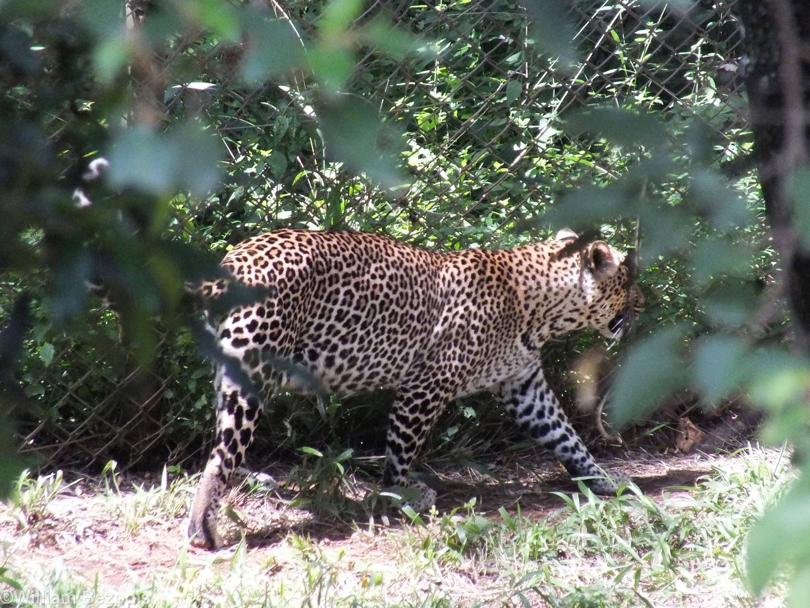 African Leopard - Nairobi Safari Walk