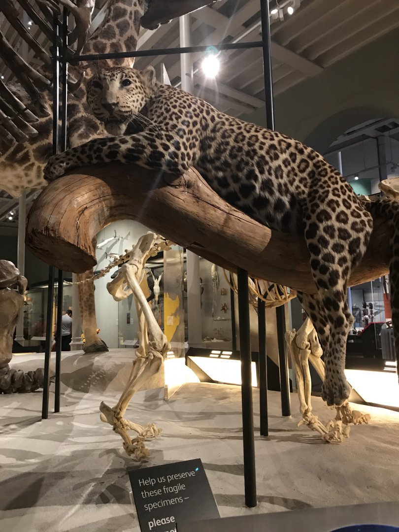 African Leopard @National museum of Scotland