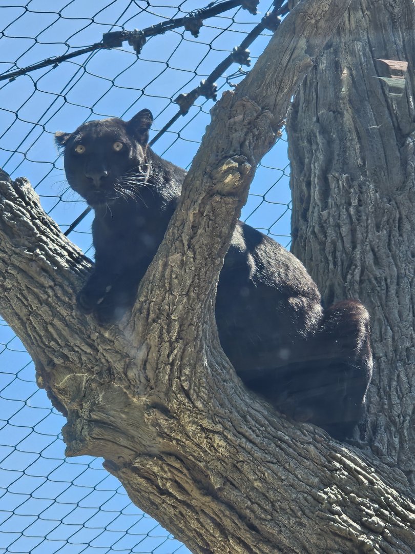 African leopard on the lookout