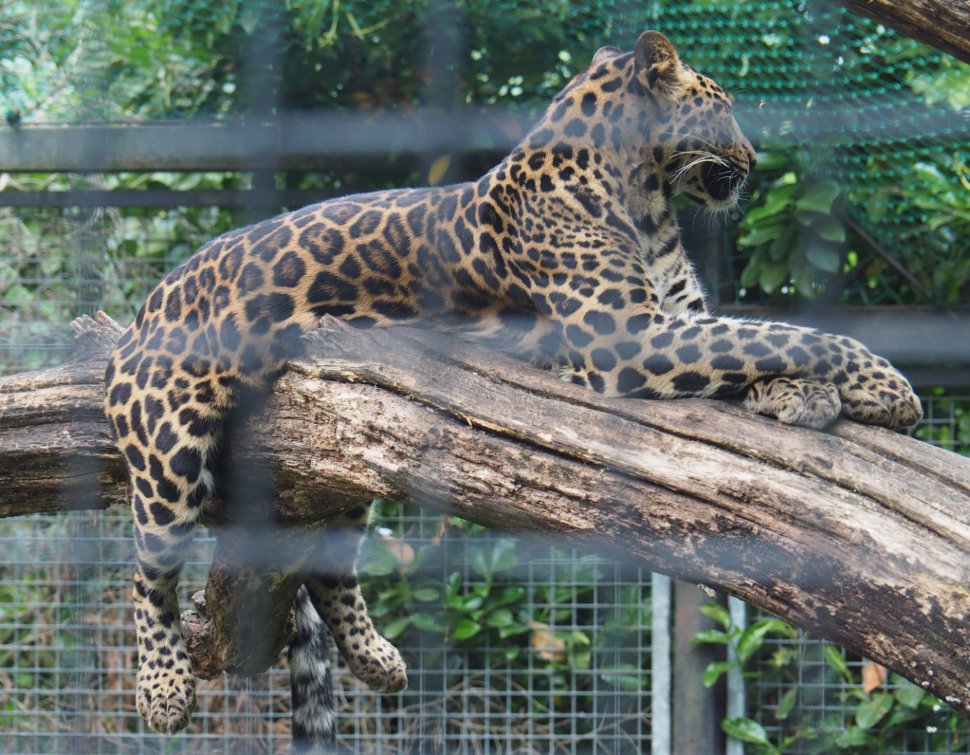 African leopard (Panthera pardus), 2020-06-20