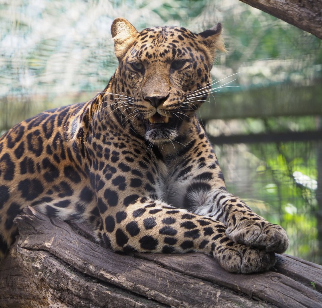 African leopard (Panthera pardus), 2021-06-15