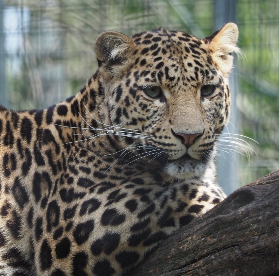African leopard (Panthera pardus), 2021-06-15