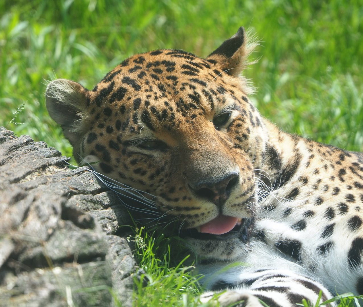 African leopard (Panthera pardus), 2021-06-15