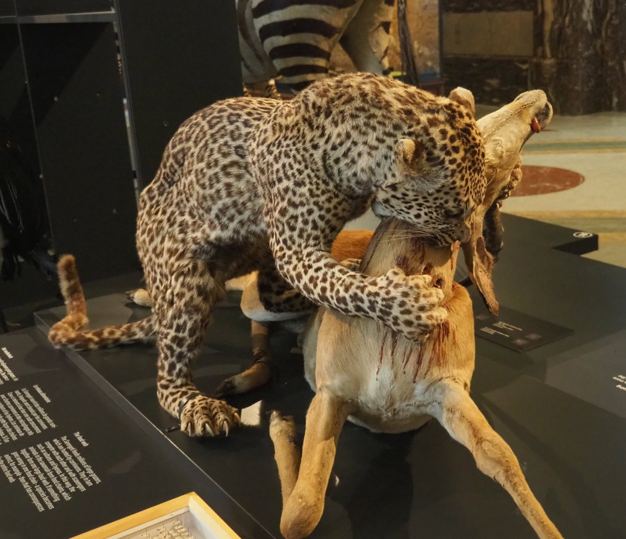 African leopard (Panthera pardus pardus) attacking Impala (Aepyceros melampus) taxidermy mount, 2021-10-20