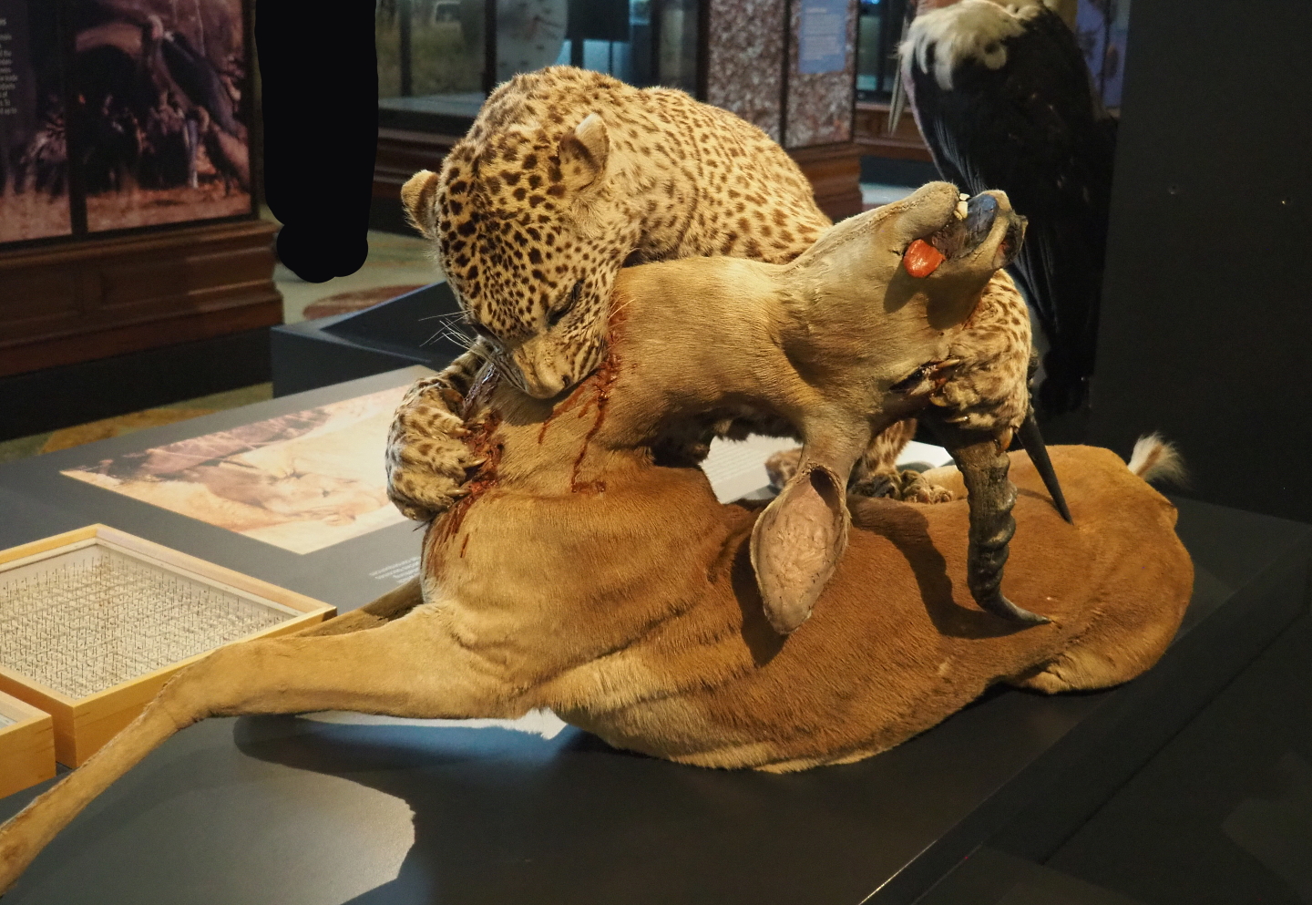 African leopard (Panthera pardus pardus) attacking Impala (Aepyceros melampus) taxidermy mount, 2021-10-20
