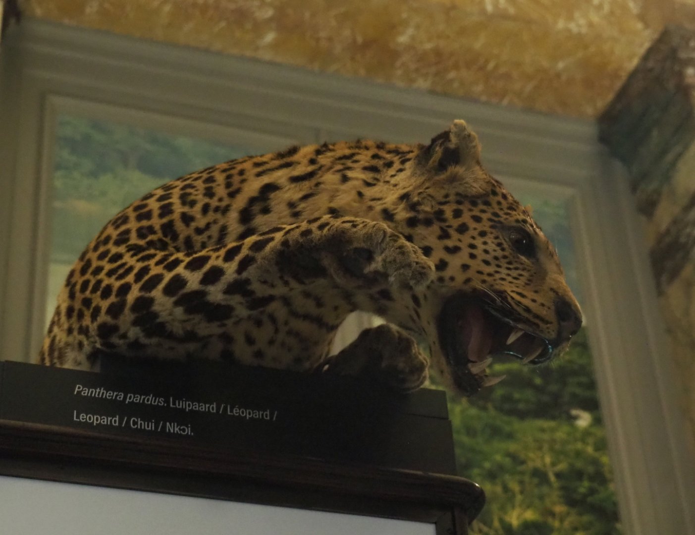 African leopard (Panthera pardus pardus) specimen, 2021-10-20