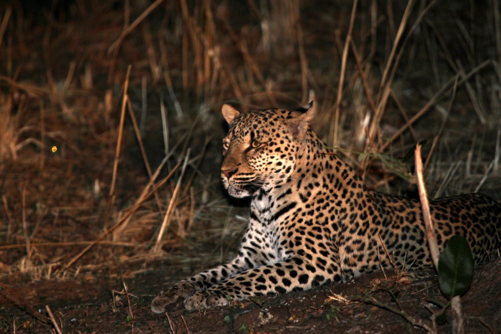 African leopard (Panthera pardus pardus)