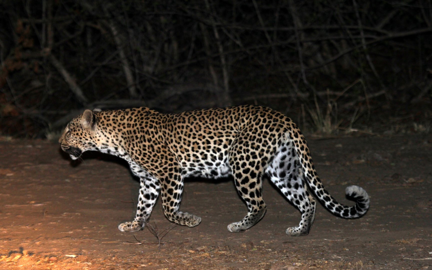 African leopard (Panthera pardus pardus)