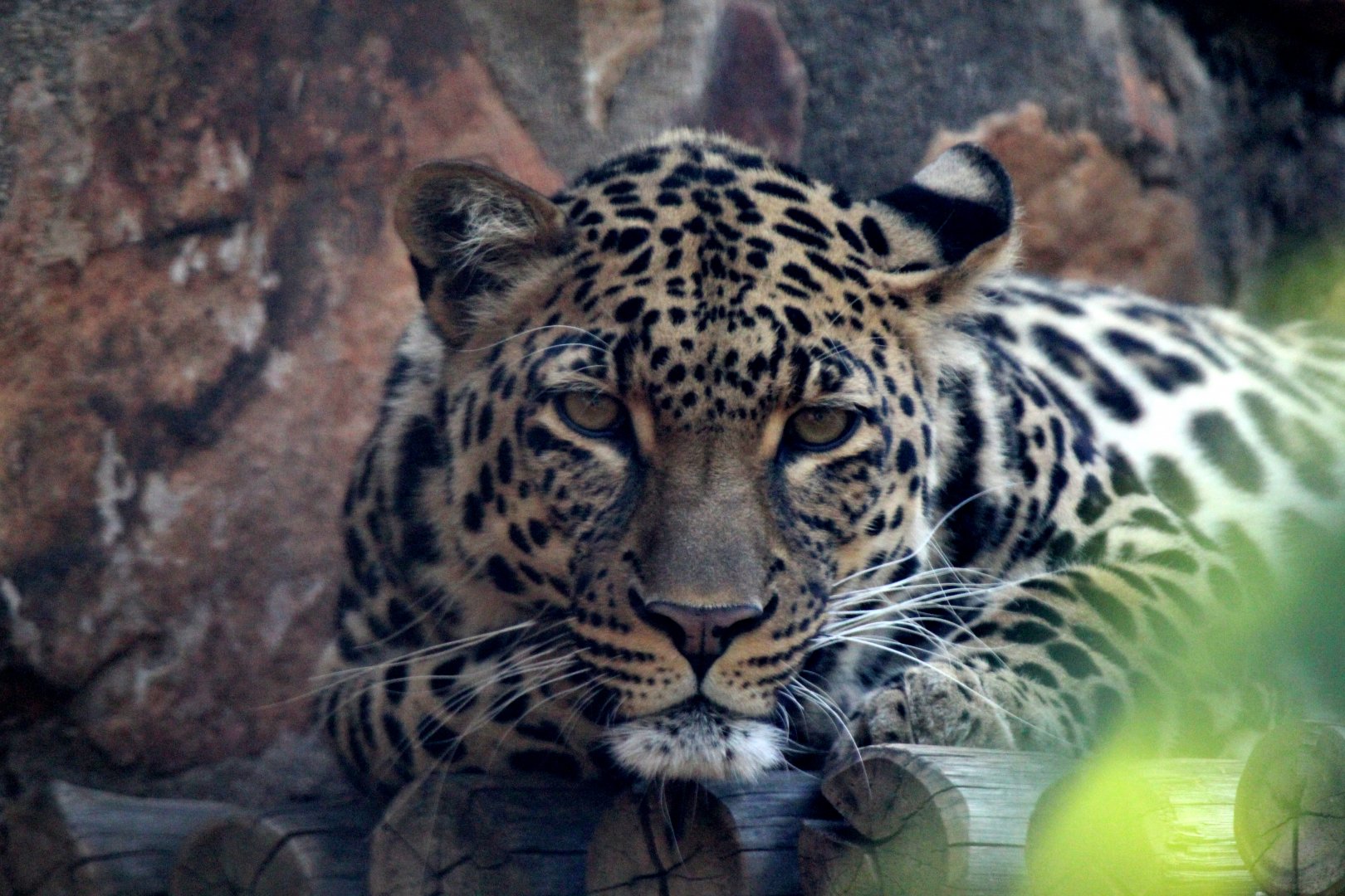 African leopard (Panthera pardus pardus)