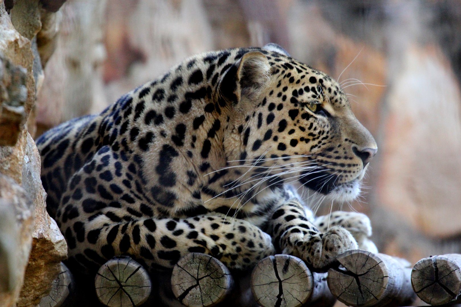 African leopard (Panthera pardus pardus)
