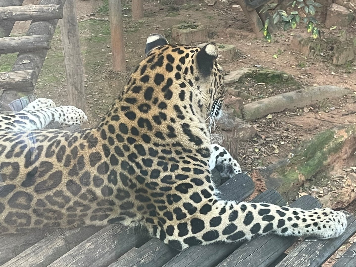 African Leopard (Panthera pardus pardus)