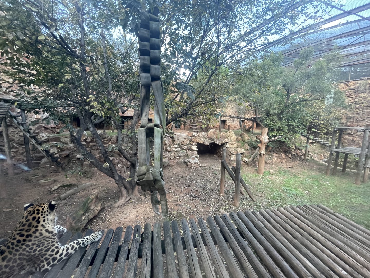 African Leopard (Panthera pardus pardus)