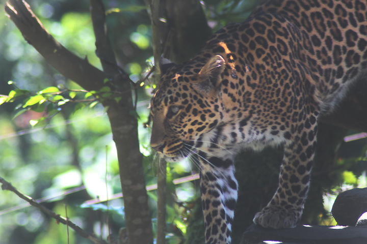 African leopard (Panthera pardus pardus)