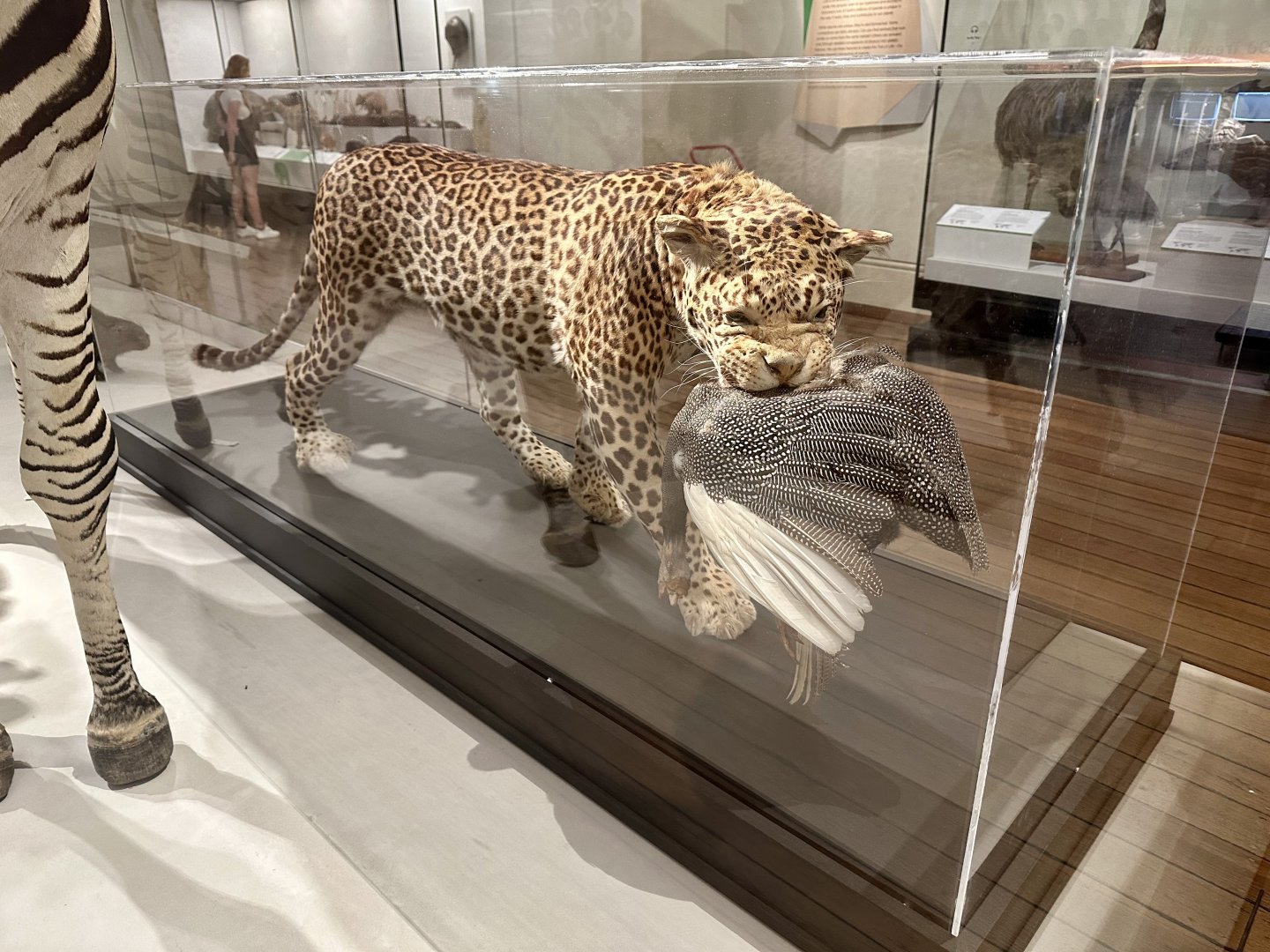 African leopard (Panthera pardus pardus)