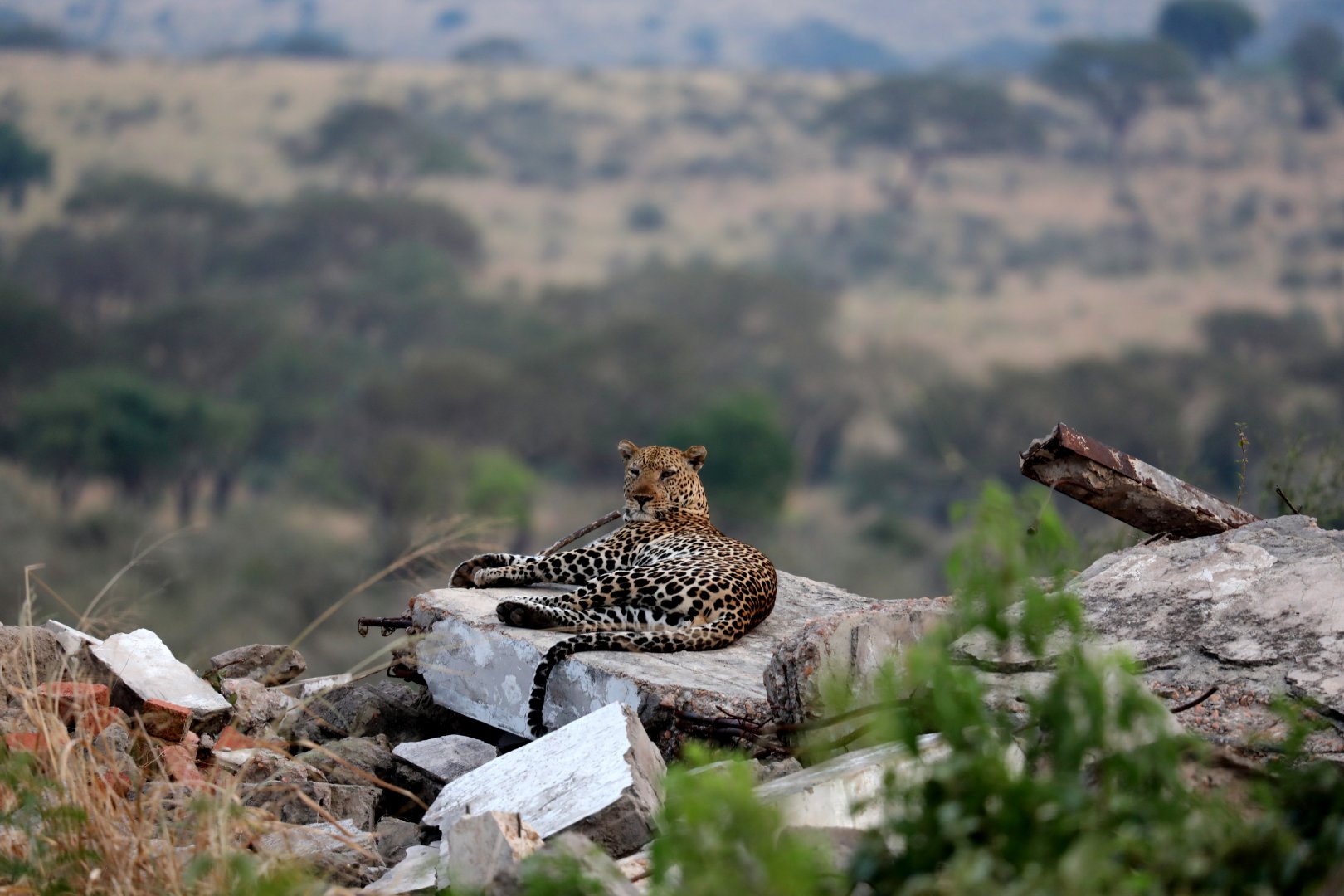 African leopard (Panthera pardus pardus)