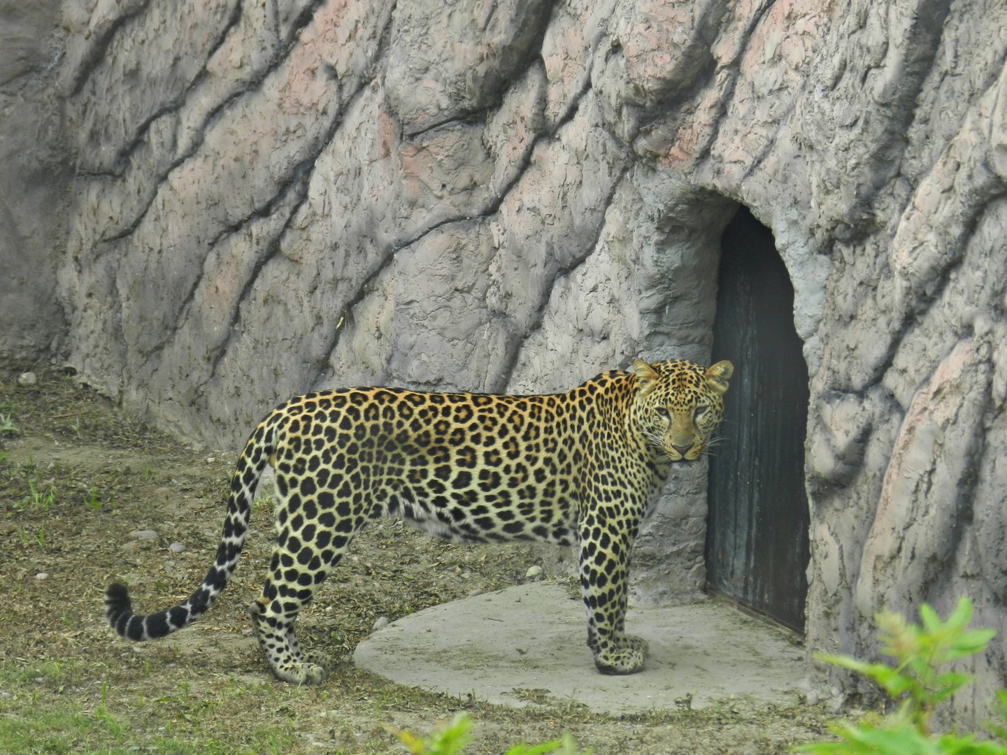 African leopard - Parque de Las Leyendas