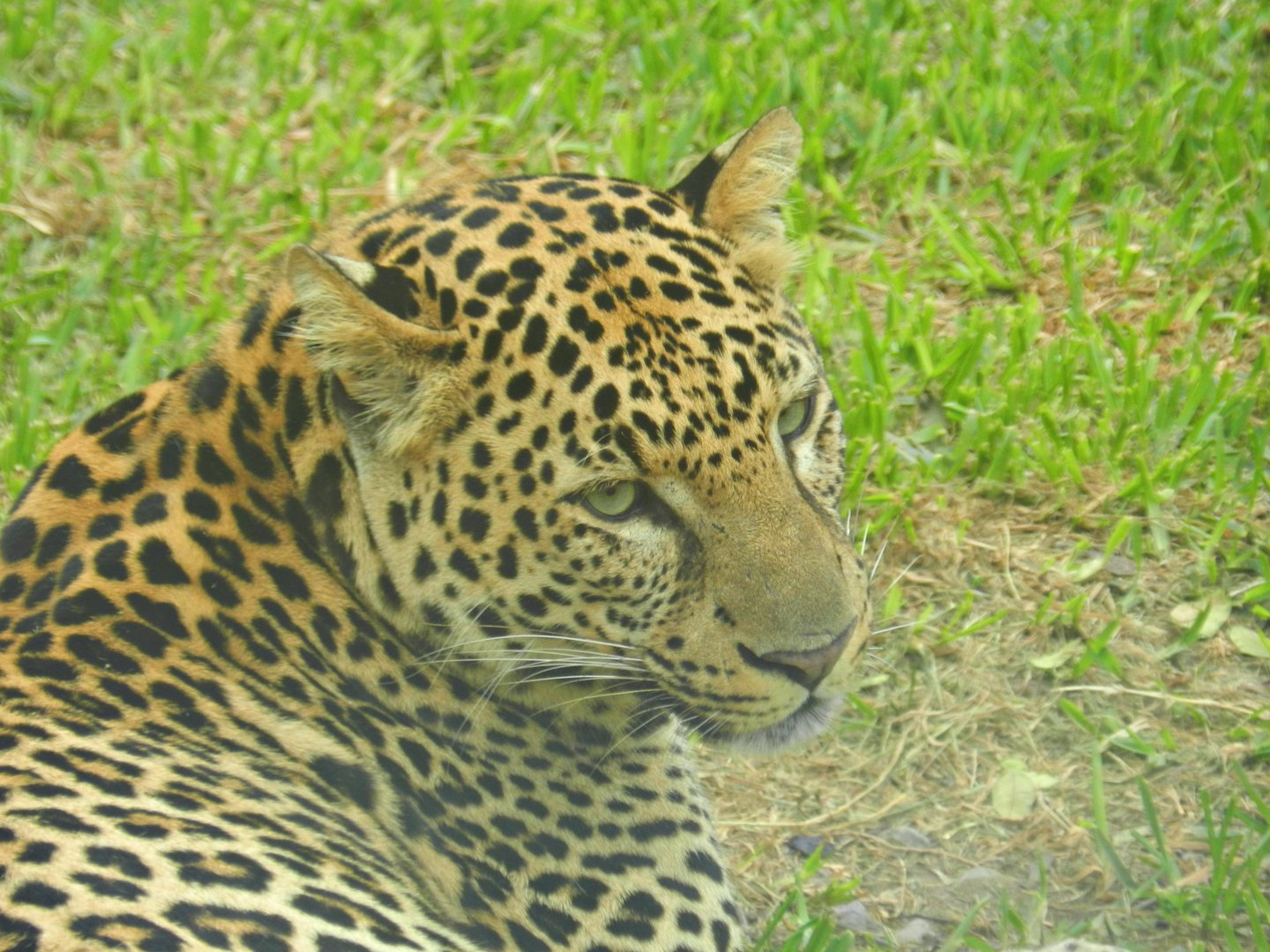 African leopard - Parque de Las Leyendas