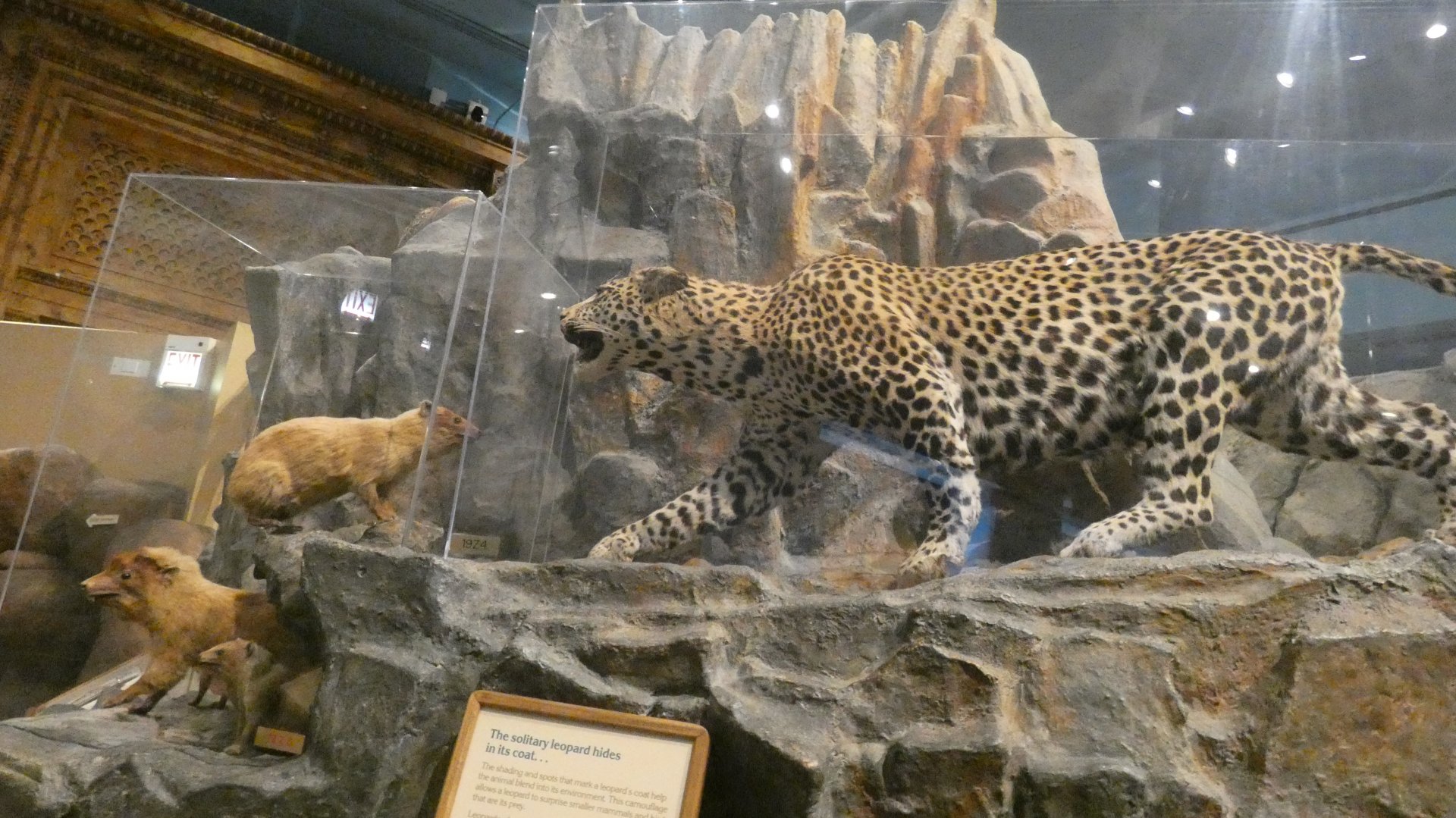 African Leopard + Rocky Hyrax, Africa - Feb. 2022