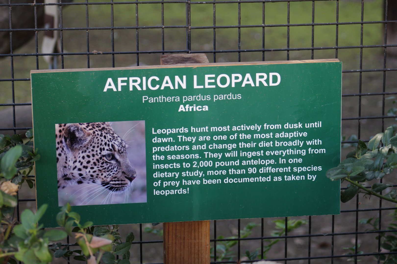 "African" Leopard Signage