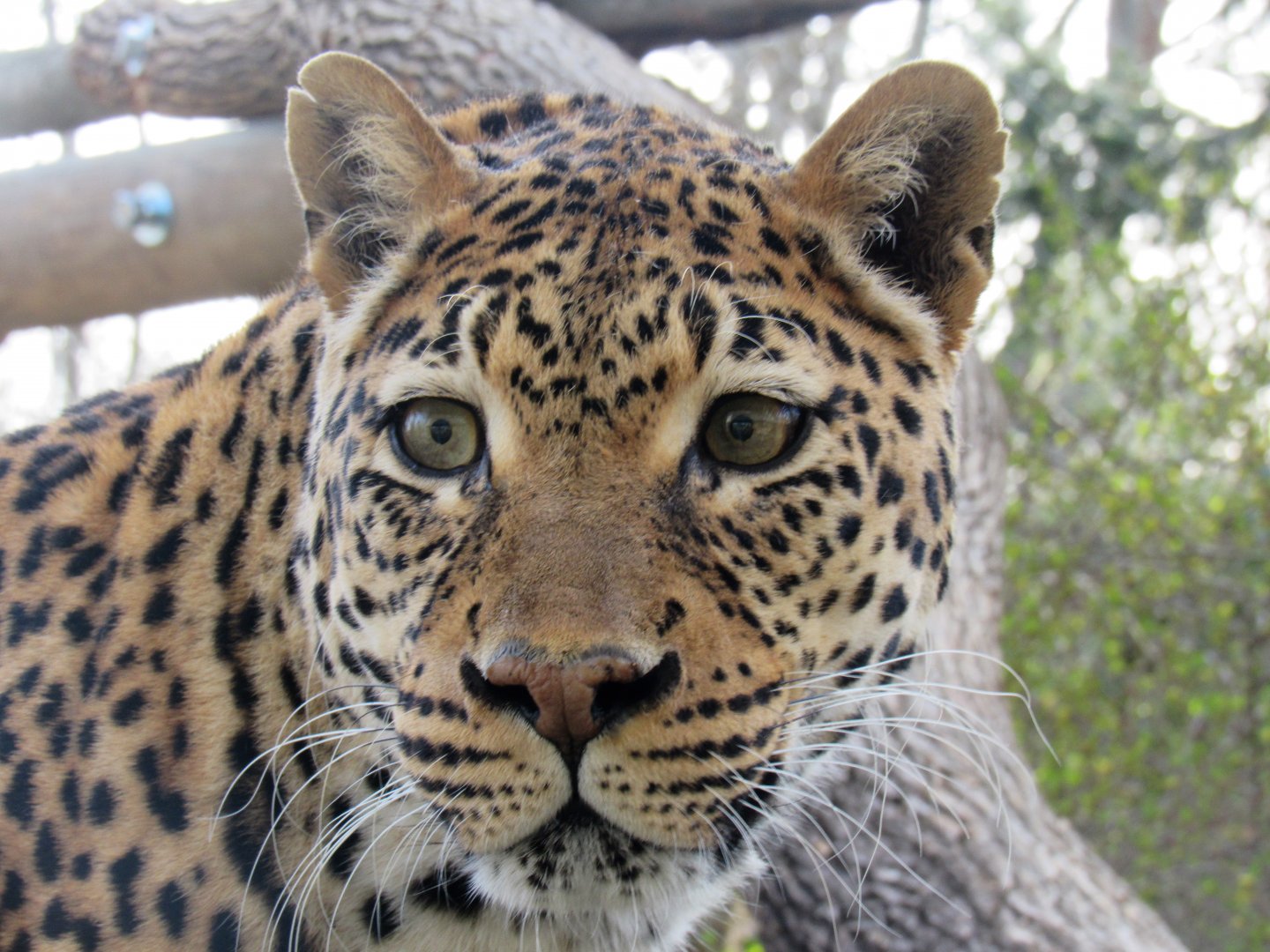 African leopard, Sita