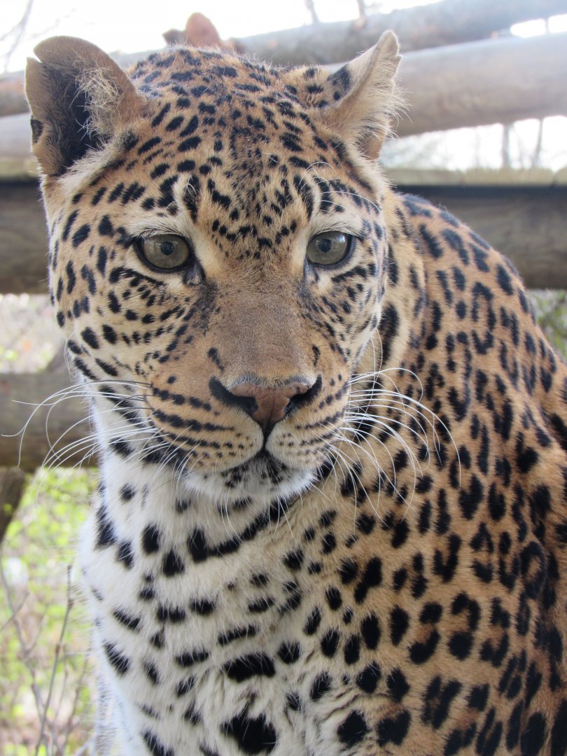 African leopard, Sita