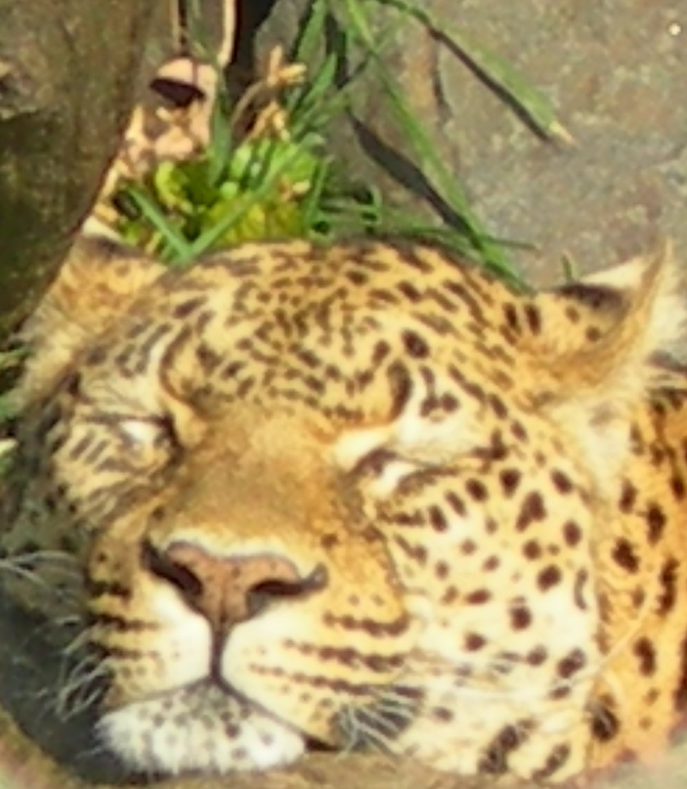 African leopard sleeping