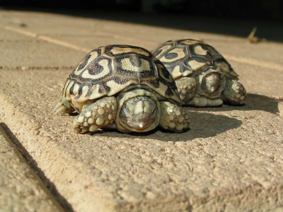 African Leopard tortise hatchlings