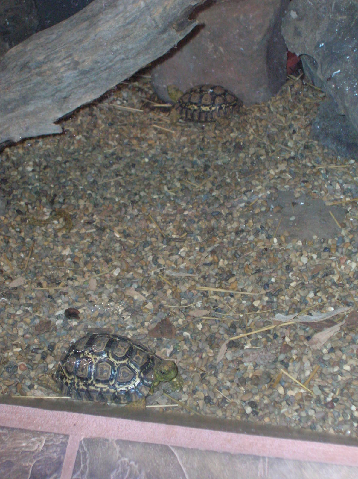 African Leopard Tortoise 1/27/09