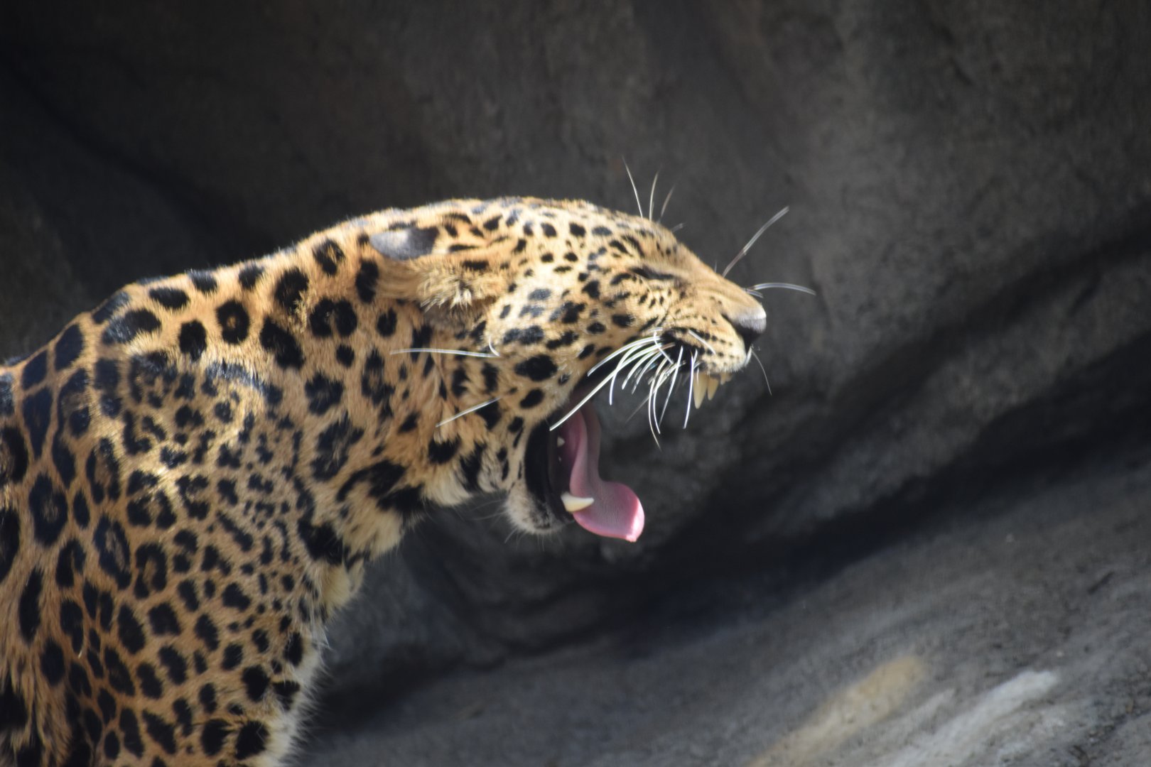 African Leopard Yawn