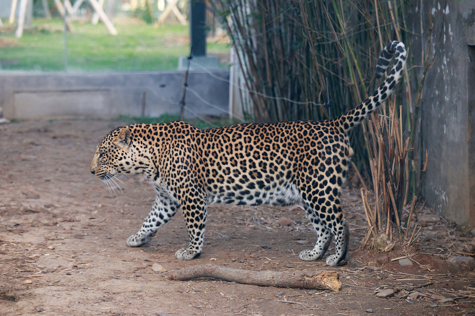 African leopard