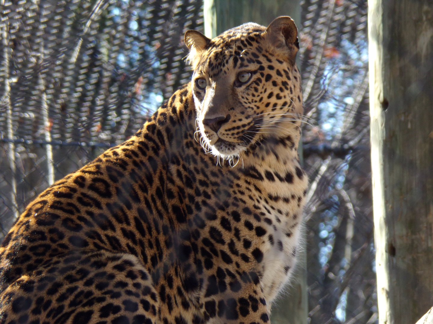 African Leopard