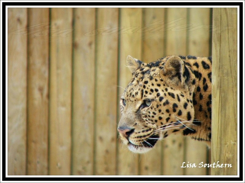 African Leopard