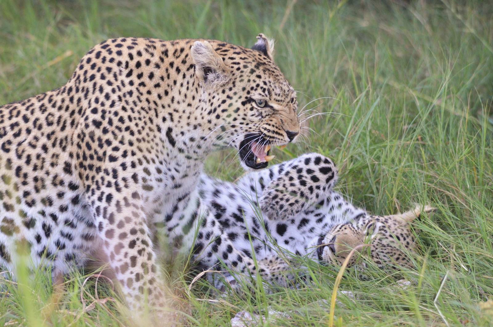 African Leopards, Khwai Community Area, Botswana, 26/04/16