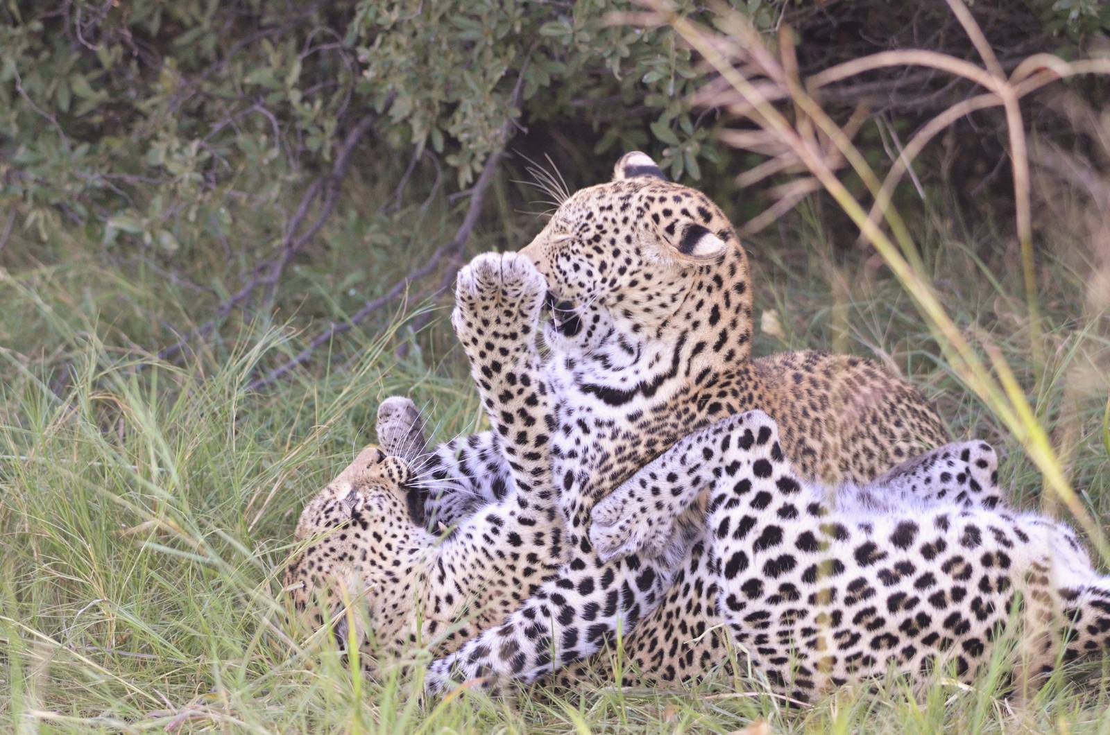 African Leopards, Khwai Community Area, Botswana, 26/04/16