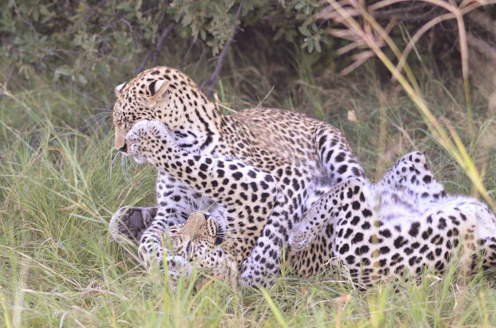 African Leopards, Khwai Community Area, Botswana, 26/04/16