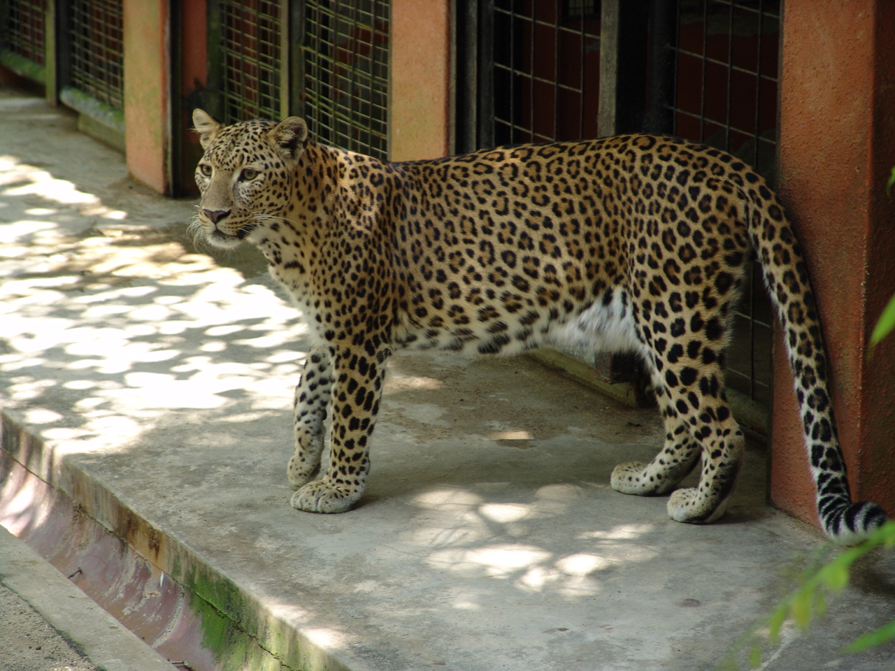 African leopard's (Panthera pardus)