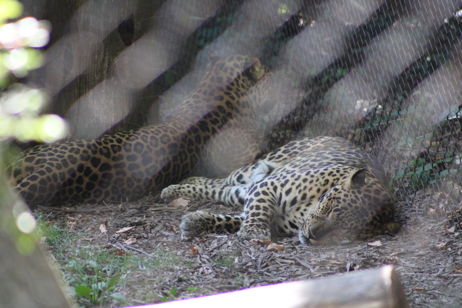 “African” Leopards (Panthera pardus)