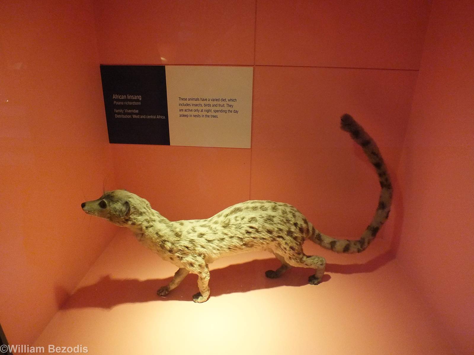 African Linsang - NHM London