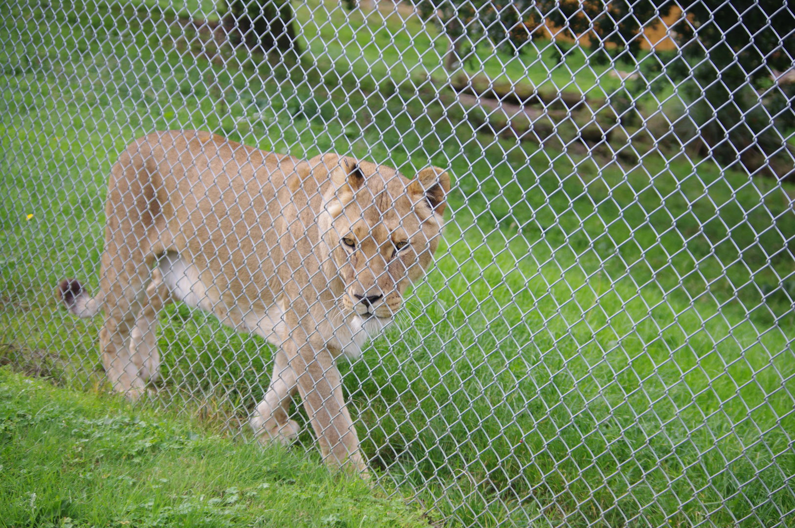 African Lion- 1/10/2023
