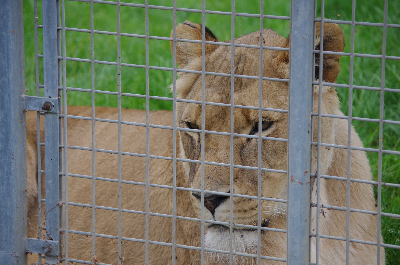 African Lion- 1/10/2023