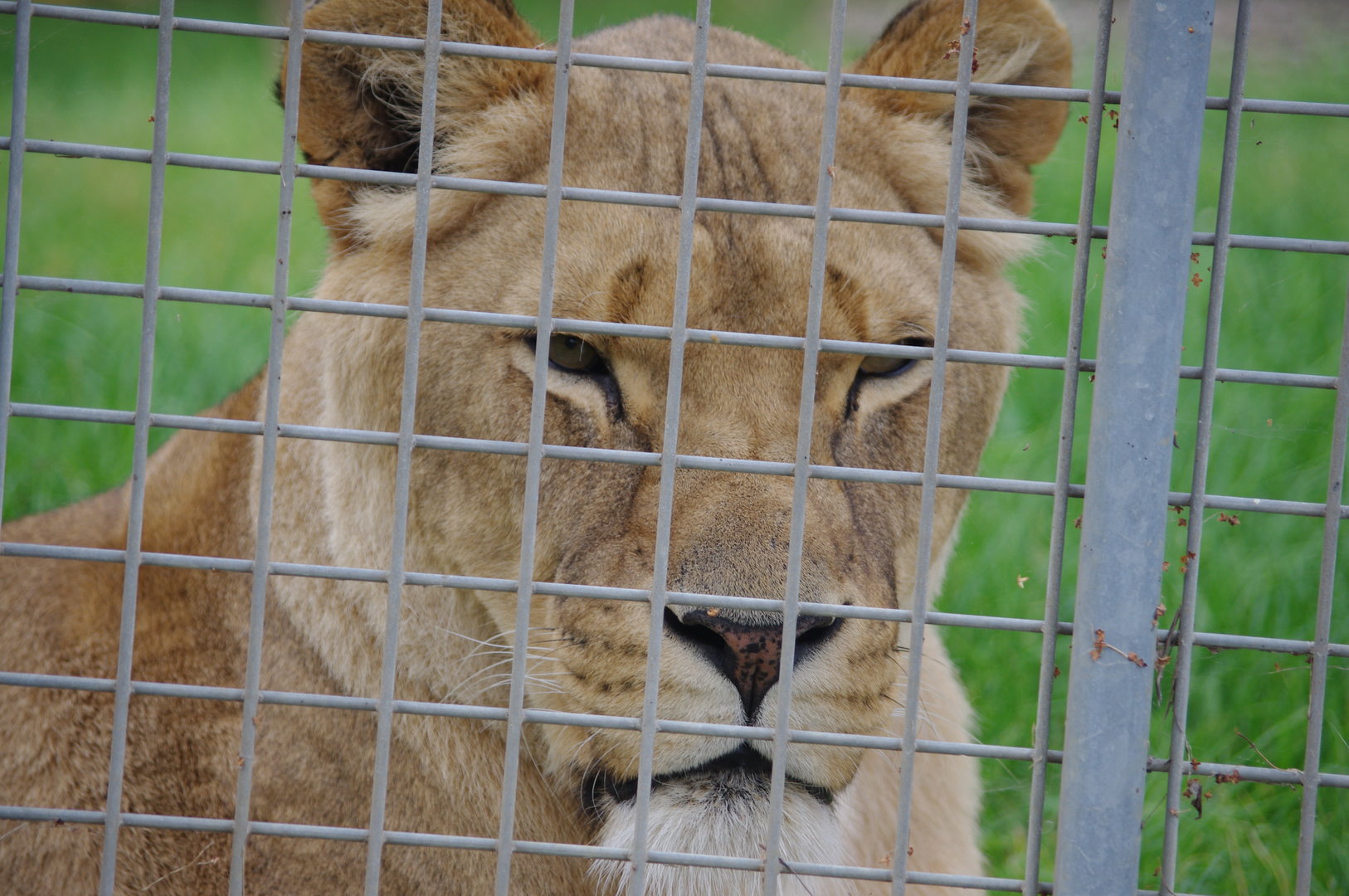 African Lion- 1/10/2023