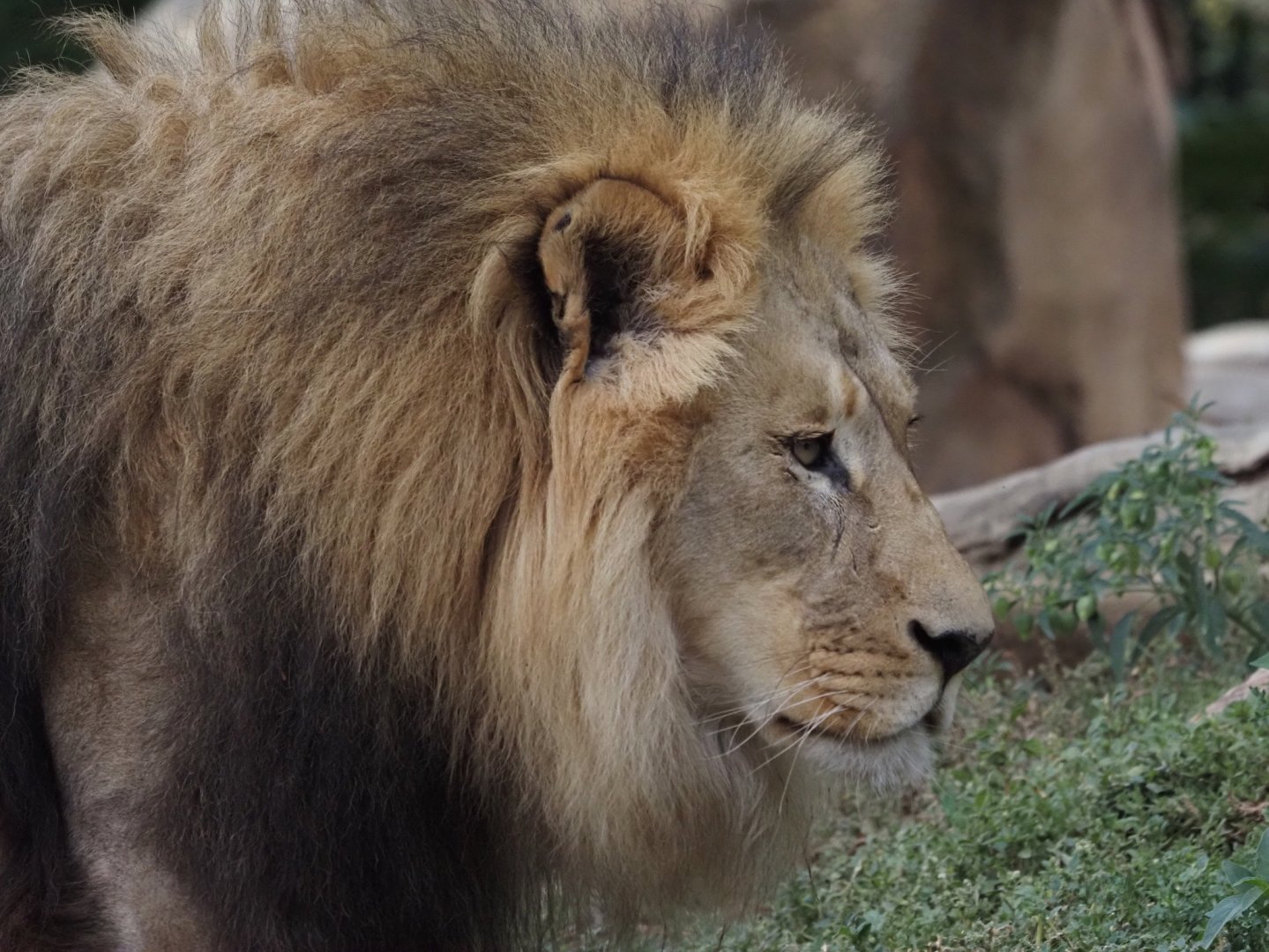 African Lion 1