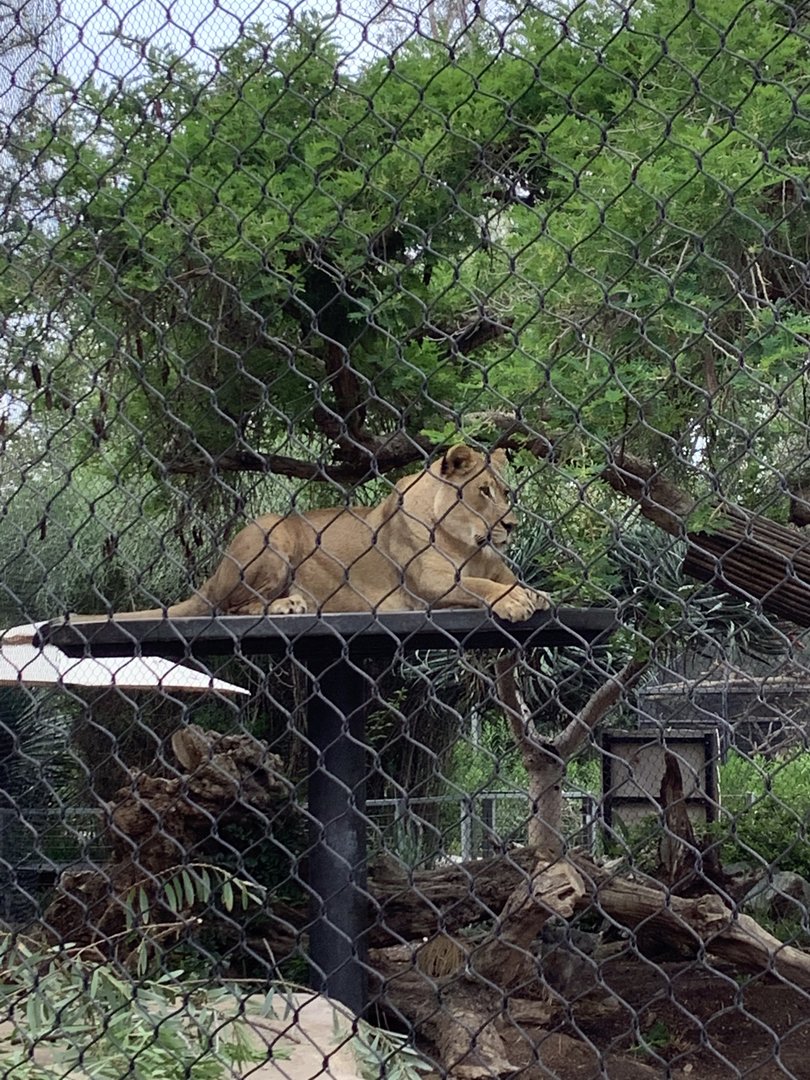 African Lion 10/7/21